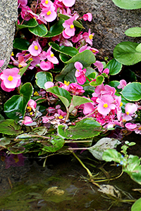 Bach-Blütentherapie